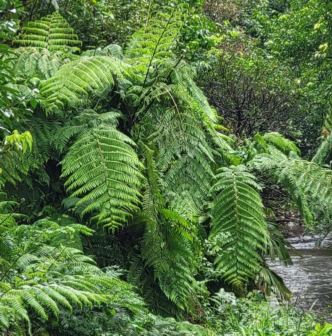 छत्तीसगढ़ के बचेली वन क्षेत्र में प्राचीन वनस्पतियों का जीवंत संग्रह