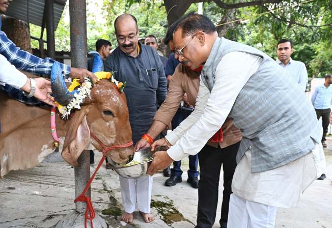 मुख्यमंत्री विष्णु देव साय ने गोवर्धन पूजा के अवसर पर की गौ वंश की पूजा-अर्चना, गौवंश को गुड़ और खिचड़ी खिलाकर व्यक्त की अपनी कृतज्ञता