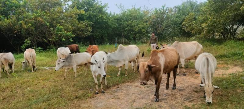 जशपुर : बीती रात्रि में मनोरा क्षेत्र के जागरूक ग्रामीणों की सूचना पर झारखंड की ओर तस्करी किया जा रहा 13 नग गौ-वंश को पुलिस ने मुक्त कराया, गौ-तस्कर फरार है, पतासाजी जारी.