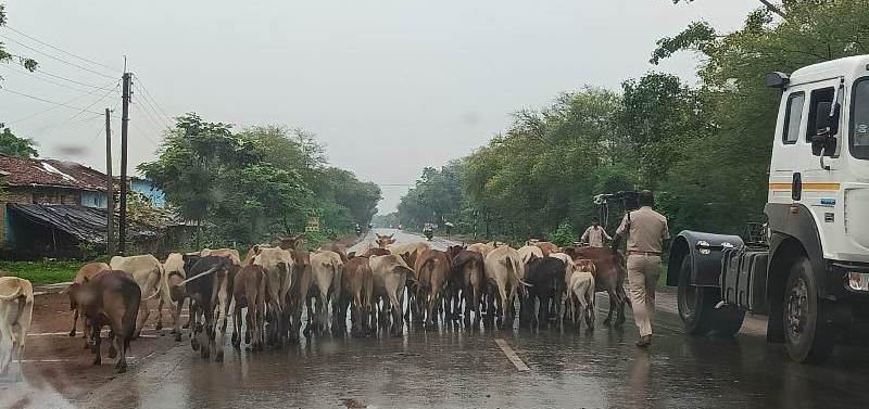 अपने मवेशियों को लावारिस सड़क मार्ग में छोड़ देने वाले मवेशी मालिकों के ऊपर जिला बलौदाबाजार-भाटापारा पुलिस द्वारा की गई कार्यवाही : 35 प्रकरण में 37 मवेशी मलिकों के विरुद्ध की गई है कार्यवाही.