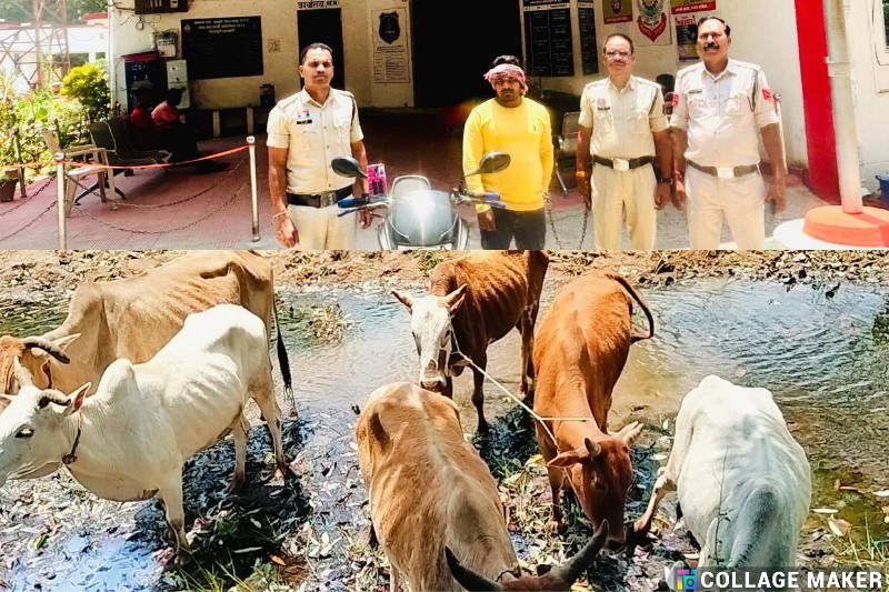 ऑपरेशन शंखनाद : जशपुर पुलिस ढूंढ लाई तीन साल से फरार गौ मांस तस्कर को, 06 नग गौ वंशों को भी मुक्त कराया तस्करों के चंगुल से, मामला थाना कुनकुरी व लोदाम क्षेत्रांतर्गत…पढ़ें पूरी खबर..!