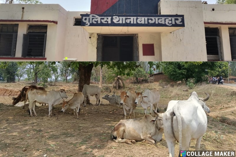 जशपुर पुलिस का ऑपरेशन शंखनाद : गौ तस्करों पर फिर भारी पड़ी जशपुर पुलिस, तस्कर जंगल में छोड़ भागे, 11 गौ वंश को कराया गया मुक्त.