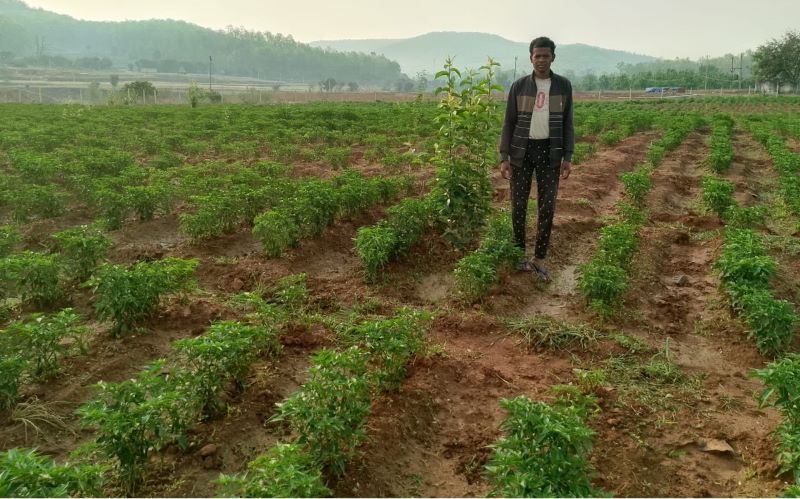 खेती की उन्नत विधि से बदली किस्मत : मिर्च उत्पादन से किसान प्रसन्न एक्का सालाना कमा रहे एक लाख रुपये, एक किसान की सफलता से प्रेरित हो रहे हैं दर्जनों ग्रामीण.