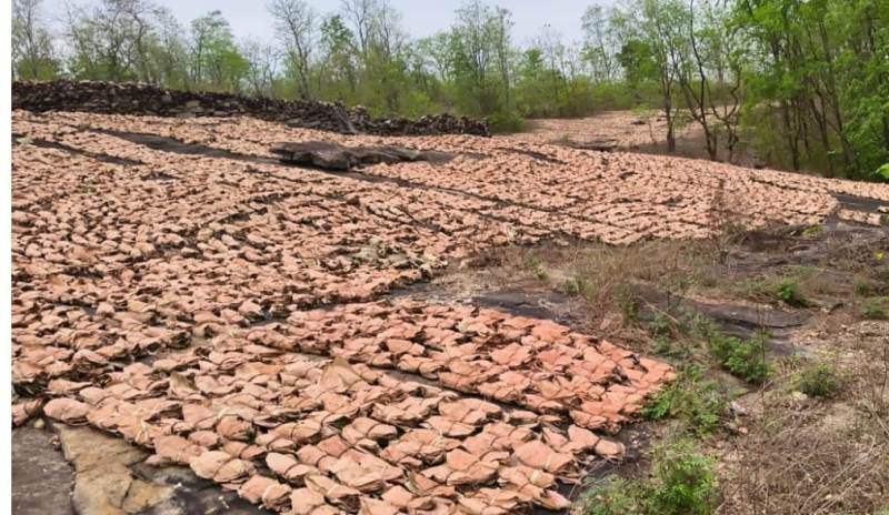तेंदूपत्ता संग्रहण वनांचल में बना रोजगार और आय का जरिया : मुख्यमंत्री बोले – तेंदूपत्ता संग्राहकों की मेहनत का हर रुपया उनके हाथ तक पहुँचाना ,हमारी प्राथमिकता
