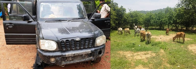 ऑपरेशन शंखनाद ने छीनी चैन की नींद : स्कॉर्पियो से लेकर पैदल तस्करी तक, गौ-तस्कर बदल रहे रास्ते, 15 गौ-वंश मुक्त,  जनसहयोग बना जशपुर पुलिस का मजबूत हथियार, अब तक 900 से अधिक गौ-वंश तस्करों के चंगुल से मुक्त.