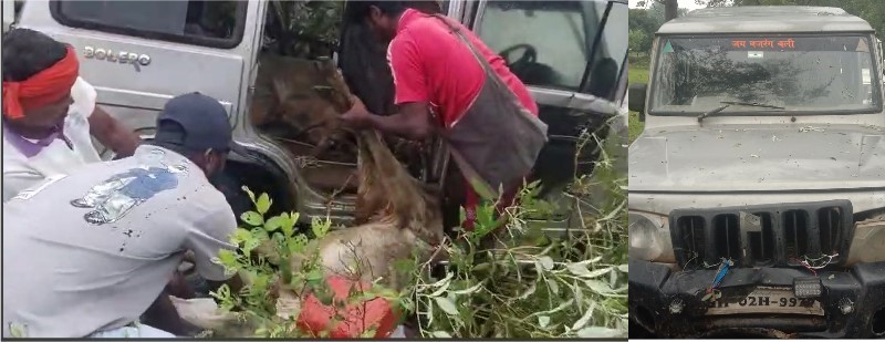 जशपुर पुलिस का ऑपरेशन ‘शंखनाद’ फिर एक्शन में : बोलेरो में ठूंसे 14 गौवंश, फिल्मी अंदाज़ में बचाए गए, तस्करी के पैटर्न बदले, पुलिस की रणनीति और तेज,बोलेरो में ठूंसे गए 14 गौवंश, एक आरोपी तस्कर गिरफ्तार.