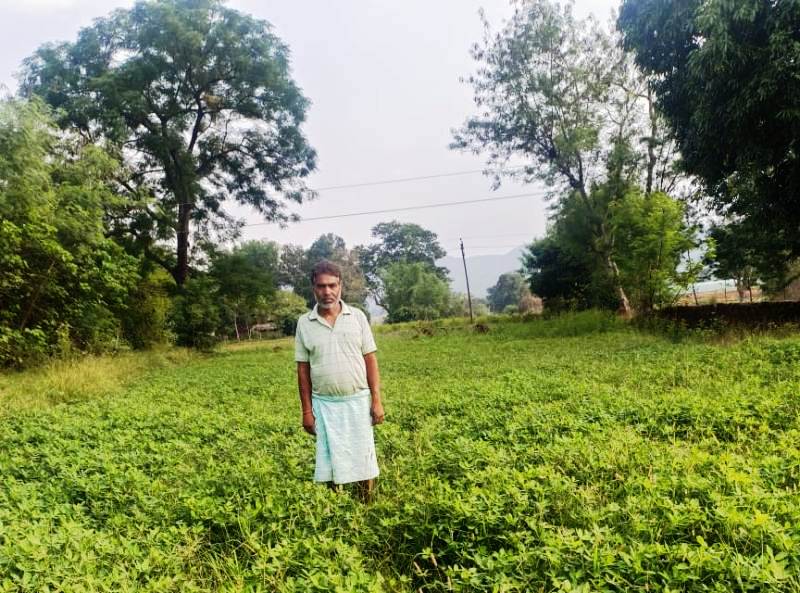 धान की जगह मूंगफली की फसल से क्रांति : छत्तीसगढ़ में गर्मी में मूंगफली की खेती बनी किसानों की आमदनी बढ़ाने का जरिया, धान से अधिक लाभ कमा रहे हैं किसान, जशपुर के किसान गुरुनारायण ने की सफलता की नई शुरुआत.