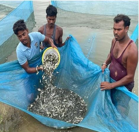 छत्तीसगढ़ का मत्स्य बीज हब बना कांकेर, मत्स्य बीज उत्पादन और निर्यात के मामले में कांकेर राज्य का अग्रणी जिला, हैचरी क्रांति ने राज्य को बनाया आत्मनिर्भर, देशभर में मांग