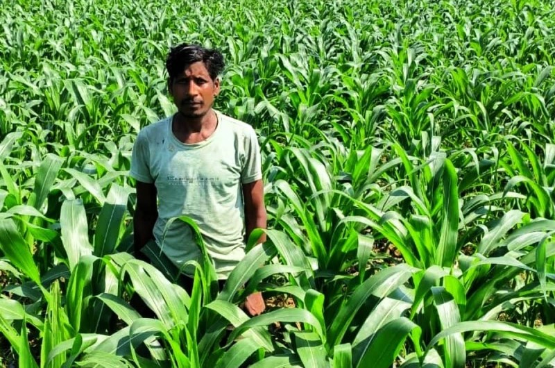 धान की जगह मक्का उगाकर काडरो के किसान मालती मोहन ने कमाया दुगुना मुनाफा, सीखा नई खेती का मंत्र, गर्मी में मक्का की खेती बनी फायदे का सौदा, किसान मालती को मिली 88,200 की शुद्ध आमदनी.