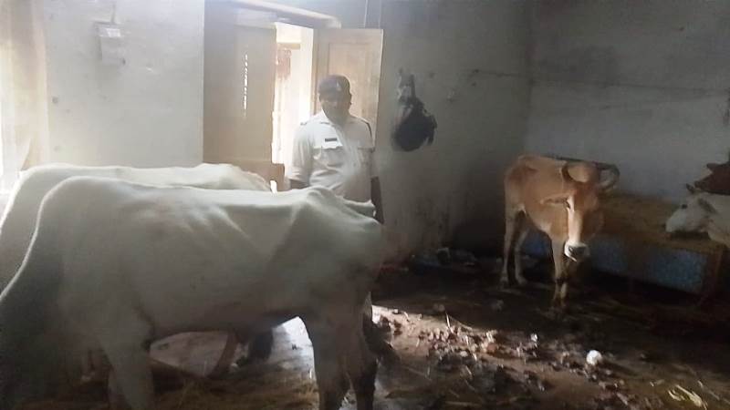 जशपुर पुलिस का ‘ऑपरेशन शंखनाद’ फिर हुआ सफल : गौ तस्करी पर कसा शिकंजा, जशपुर पुलिस ने जंगल में दबिश देकर गौ तस्करों के चंगुल से बरामद किए पाँच गौवंश, आरोपी फरार, पतासाजी जारी।