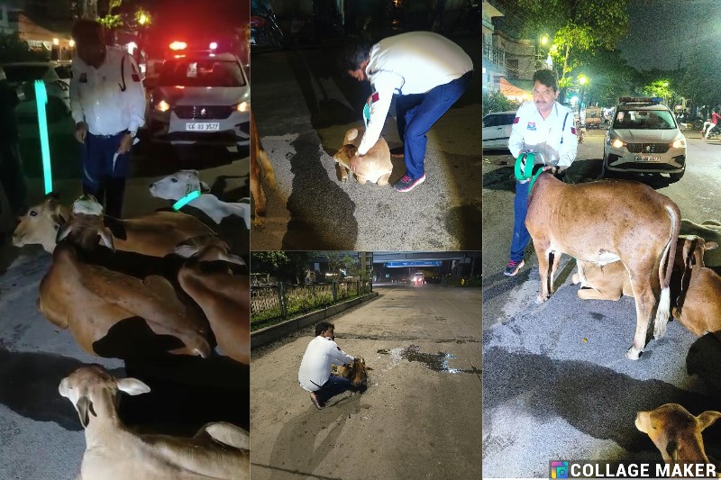 बिलासपुर में मवेशियों की सुरक्षा के लिए यातायात पुलिस का अनोखा अभियान : सड़क हादसों से बचाने बिलासपुर ट्रैफिक पुलिस की पहल, गले में बांधी जा रही रेडियम पट्टी, हाईवे पर घूमने वाले मवेशियों को मिल रही रेडियम पहचान