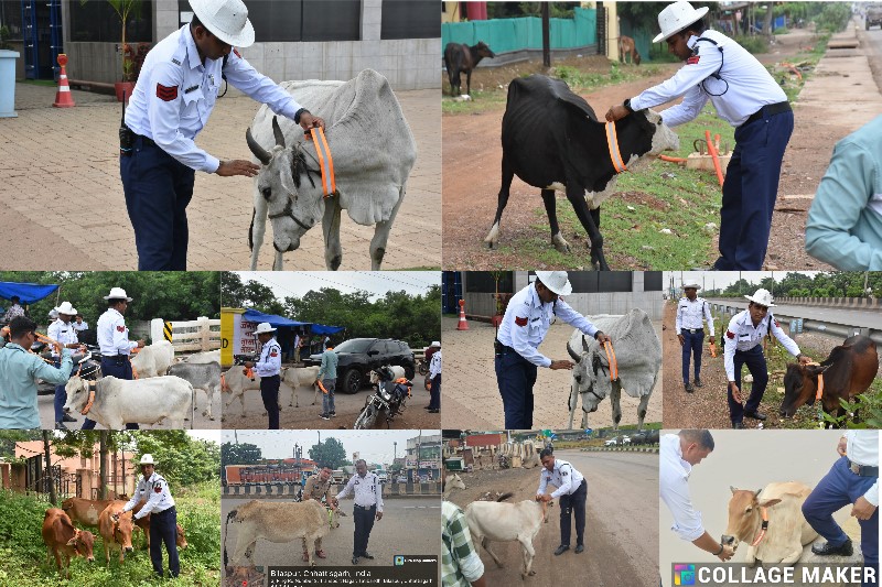 रायपुर पुलिस का अनोखा अभियान : मवेशियों को पहनाए रेडियम कॉलर, रोड से हटाकर रोकी जा रही दुर्घटनाएं, सड़कों से हटाए गए मवेशी, सड़क हादसों की रोकथाम में पुलिस की नई पहल.