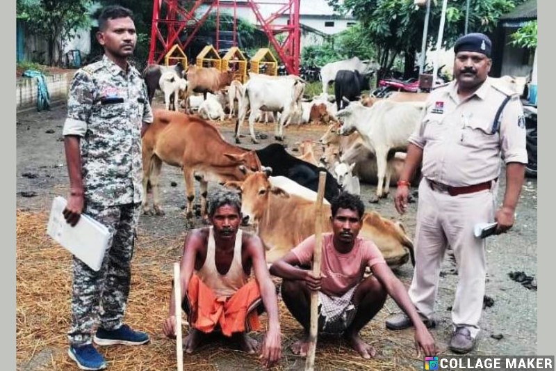 गौ-सेवकों और डॉयल 112 की सतर्कता से मवेशी तस्करी का भंडाफोड़ : घरघोड़ा पुलिस ने 52 मवेशियों को तस्करों के चंगुल से छुड़ाया, 52 जानवर सुरक्षित, दो आरोपी गिरफ्तार कर भेजे गए रिमांड पर.
