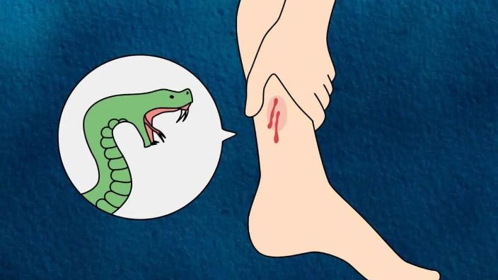 नागपंचमी पर सांप के काटने से जान बचाने की मिलेगी ट्रेनिंग! जशपुर में वन विभाग करेगा जीवनरक्षक कार्यशाला का आयोजन