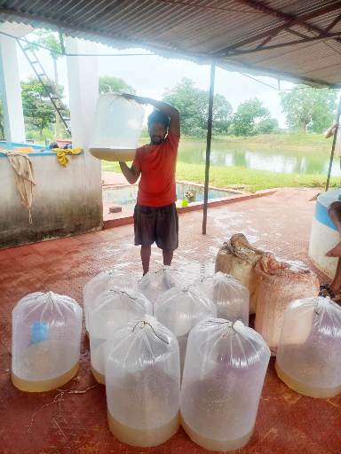 जशपुर में मत्स्य बीज उत्पादन ने पकड़ी रफ्तार, अब तक 659 लाख स्पॉन का हुआ उत्पादन, मछुआरों को मुफ्त संसाधन वितरण शुरू