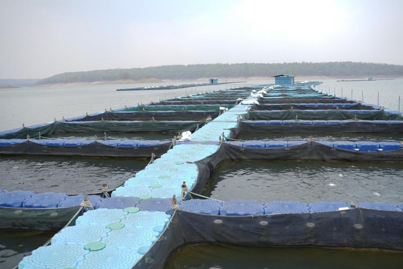 छत्तीसगढ़ में फिशरीज के नये युग की शुरूआत : हसदेव डुबान में बनेगा पहला एक्वा पार्क, उत्पादन प्रोसेसिंग से लेकर एक्वा टूरिजम से बढ़ेगी ग्रामीणों की आय