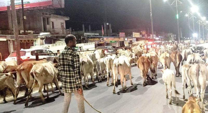 राष्ट्रीय राजमार्ग पर मवेशी मिले घूमते : सूरजपुर में सड़कों पर मवेशी छोड़ने वालों पर पुलिस की सख्त कार्रवाई, सूरजपुर पुलिस ने पाँच पशु मालिकों पर एफआईआर दर्ज कर की कार्यवाही.