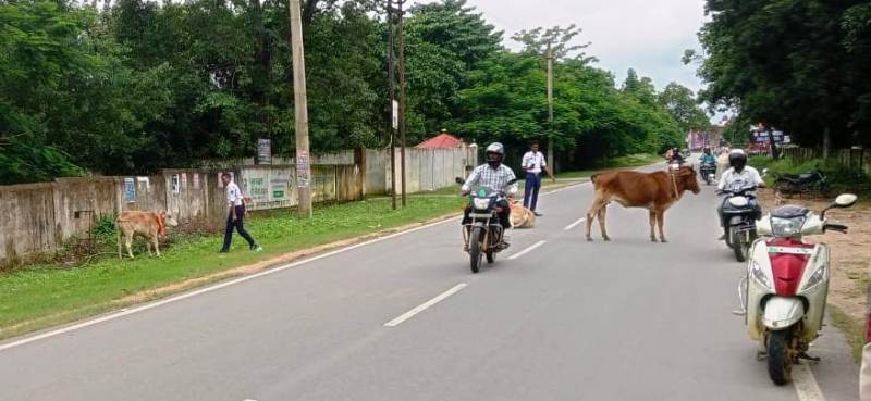 सूरजपुर पुलिस की अनूठी पहल : अब सड़कों पर दिखेंगे चमकते मवेशी, हादसों पर लगेगी लगाम, रेडियम कॉलर से सुरक्षित होंगे वाहन और गौवंश, सूरजपुर पुलिस की पहल बनी मिसाल.