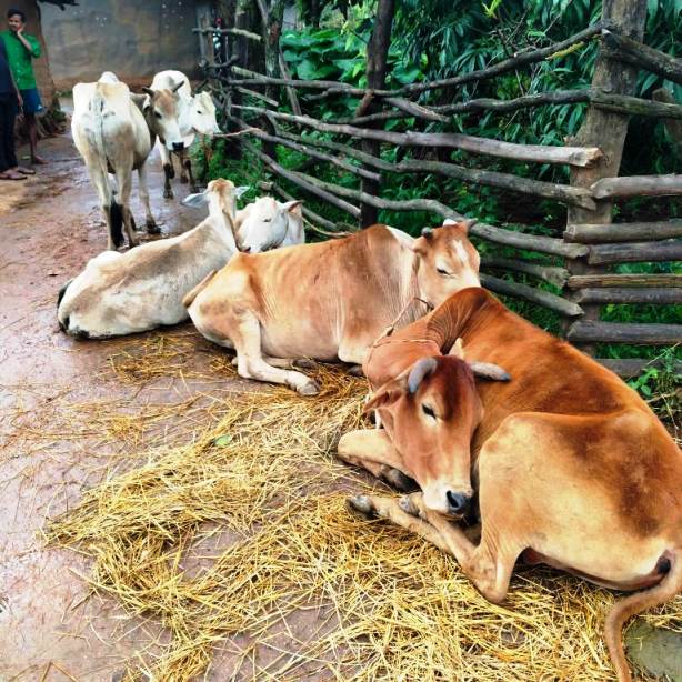 गौ तस्करी पर पुलिस की बड़ी कार्रवाई : सात मवेशी तस्करों से छुड़ाए गए, जशपुर में गौ तस्करों के खिलाफ ऑपरेशन शंखनाद, लोदाम क्षेत्र में फिर बड़ी सफलता, फरार आरोपियों की पतासाजी जारी.