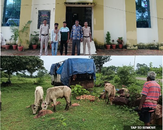 जशपुर पुलिस का ऑपरेशन शंखनाद: ट्रक में ठूंसकर ले जाए जा रहे 17 गौवंश आज़ाद, तीन शातिर तस्कर गिरफ्तार, मिनी ट्रक जब्त