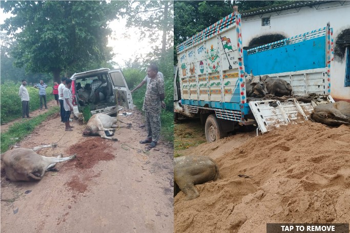 जशपुर पुलिस का ऑपरेशन शंखनाद : गौ-तस्करी माफियाओं पर जशपुर पुलिस का शिकंजा, चार दिन में छुड़ाए 25 गौ-वंश, तीन वाहन जप्त, दो तस्कर भेजे गए जेल.