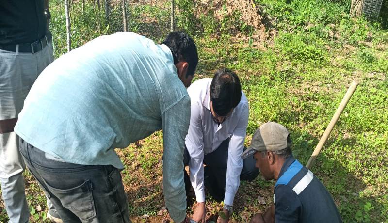 एक पेड़ मां के नाम अभियान : डीएफओ जशपुर ने चंदन के पौधे का किया रोपण