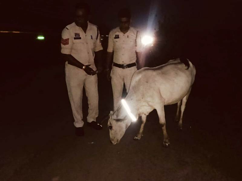 हाईवे पर मौत के साये को किया खत्म! पुलिस और IT एसोसिएशन ने मिलकर बांधी मवेशियों के गले में रेडियम पट्टी