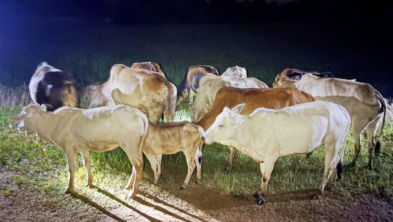 ऑपरेशन शंखनाद : जशपुर पुलिस ने छुड़ाये 13 नग गौ-वंशों को तस्करों के चंगुल से मुक्त, जशपुर में फिर गूंजा ऑपरेशन शंखनाद, जशपुर पुलिस ने छुड़ाए गौवंश, आरोपी फरार,