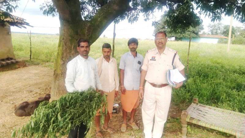 पुलिस का ‘ऑपरेशन आघात’ जारी : ग्राम गायबुड़ा में गांजा की खेती का पर्दाफाश, बाड़ी में गांजा उगाने वाला आरोपी गिरफ्तार, जशपुर पुलिस ने भेजा आरोपी को जेल.