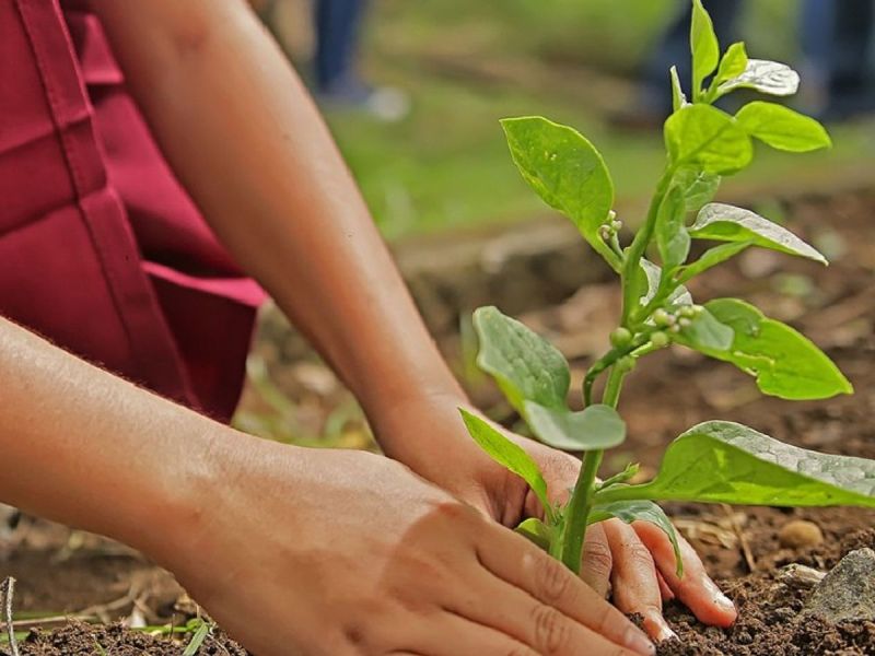 वनमंडल जशपुर ने उठाया ठोस कदम, अवैध खेती वाले क्षेत्र में वृक्षारोपण से मिलेगा पर्यावरण संरक्षण और हरित आवरण