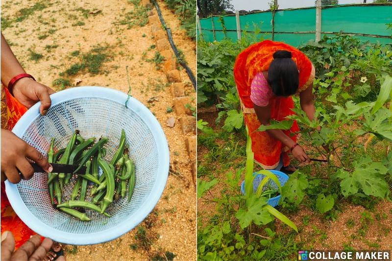 सरकारी स्कूल में आत्मनिर्भरता की सीख: बेलडेगी प्राथमिक विद्यालय में बच्चे खा रहे हैं खुद के उगाए भिंडी, टमाटर और पालक