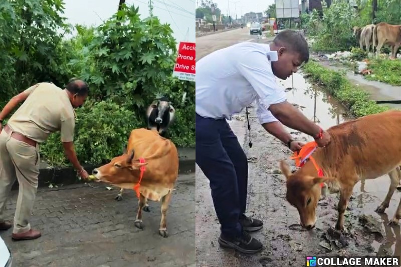रायगढ़ यातायात पुलिस का सुरक्षा अभियान : हाईवे पर घुमंतू मवेशियों को यातायात पुलिस ने पहनाई रेडियम पट्टी, सड़क हादसों पर रोक लगाने की अनोखी पहल रायगढ़ में शुरू, रात के समय वाहन चालकों को मिलेगा बड़ा सहारा.