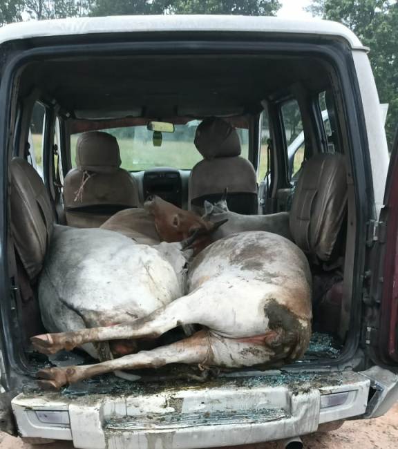 जशपुर में हड़कंप! आधी रात पुलिस-तस्कर आमने-सामने, 5 गौ वंशों को बेरहमी से ठूंसकर ले जा रही स्कॉर्पियो जब्त – आरोपी फरार, तलाश जारी