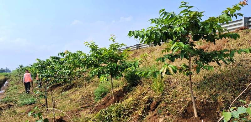 छत्तीसगढ़ के राष्ट्रीय राजमार्ग बन रहे ग्रीन कॉरिडोर : एनएचएआई ने इस साल लगाए 2.71 लाख पौधे