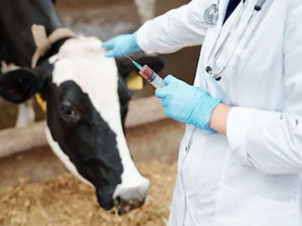 गाय-भैंस को खतरनाक खुरपका रोग से मिलेगी सुरक्षा! जशपुर में 3.80 लाख से ज्यादा पशुओं का होगा टीकाकरण