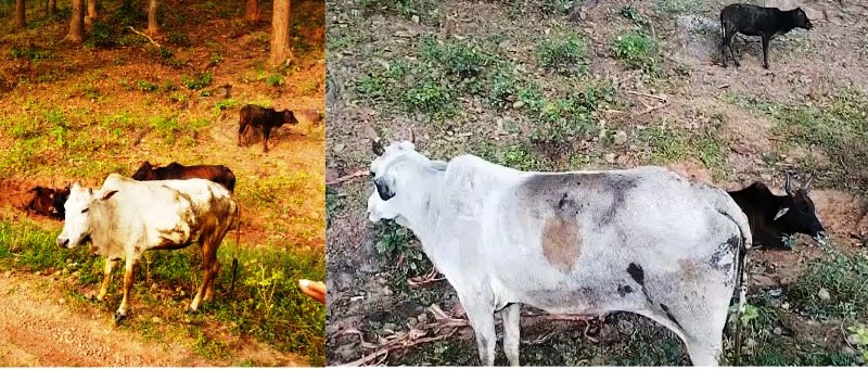 पुलिस का ऑपरेशन शंखनाद : चौकी सोनक्यारी पुलिस ने जंगल से छुड़ाए 11 गौ-वंश, तस्करों की तलाश जारी.