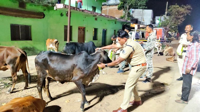 रायगढ़ जिले में सड़क सुरक्षा की नई मिसाल : घरघोड़ा पुलिस की अनोखी पहल ! सड़क सुरक्षा के लिए मवेशियों को पहनाए गए रेडियम कॉलर टैग, रात में हादसे रोकने घरघोड़ा पुलिस की रेडियम कॉलर अभियान.