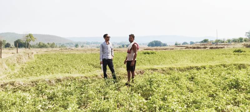 खेती में क्रांति! जशपुर के किसान ने टमाटर से रचा इतिहास, राष्ट्रीय बागवानी मिशन से मिली सफलता की नई पहचान