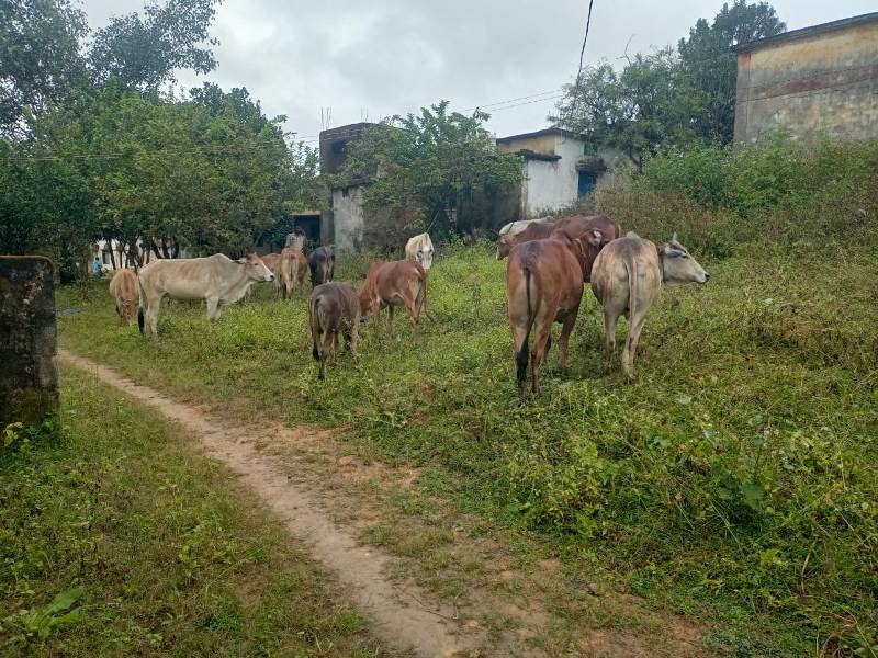 जशपुर पुलिस का ‘ऑपरेशन शंखनाद’ जारी: मनोरा क्षेत्र में छुड़ाए 15 गौवंश, तस्कर जंगल में हुए फरार