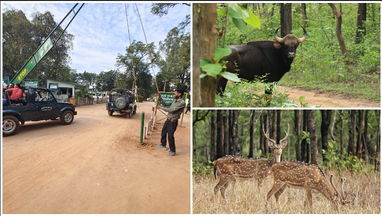 वन्यजीव प्रेमियों के लिए खुशखबरी: बारनवापारा वन्यजीव अभ्यारण्य 1 नवम्बर से पर्यटकों के लिए खुला, लेपर्ड सफारी बनेगा आकर्षण का केंद्र