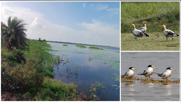 रामसर मान्यता की ओर कोपरा जलाशय: अंतरराष्ट्रीय स्तर पर चमकेगा बिलासपुर का गौरव, बढ़ेगा पर्यटन और जैव विविधता संरक्षण