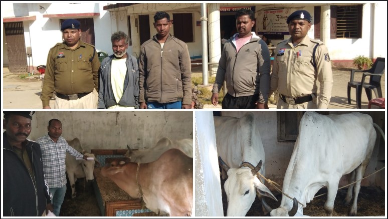 ऑपरेशन शंखनाद में जशपुर पुलिस की बड़ी सफलता: जंगल से 05 गौ-वंश मुक्त, तीन तस्कर गिरफ्तार