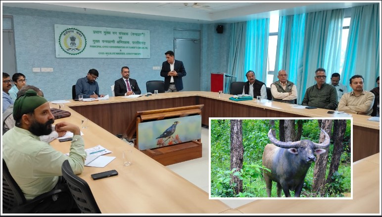 छत्तीसगढ़ में वन भैंसा संरक्षण मिशन तेज! उच्च स्तरीय बैठक में स्थानांतरण, जियो-मैपिंग और हेल्थ प्रोटेक्शन पर बना मास्टर प्लान