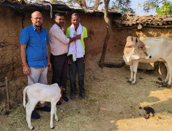 जशपुर जिले की ऐतिहासिक सफलता — कृत्रिम गर्भाधान से जन्मी पहली पुंगनुर मादा वत्स, पशुपालन में नई दिशा