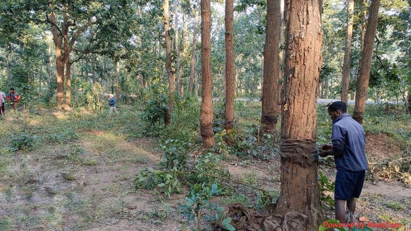 जशपुर वनमंडल की बड़ी कार्रवाई — अवैध रूप से गर्डलिंग किए गए वृक्षों का उपचार कर किया गया सुरक्षित, अपराधियों की तलाश जारी