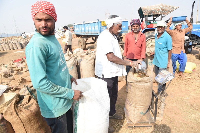 समर्थन मूल्य पर धान खरीदी जारी: 18 नवंबर को रिकॉर्ड 4.56 लाख क्विंटल धान खरीदा गया, हर जिले में सुचारु व्यवस्था