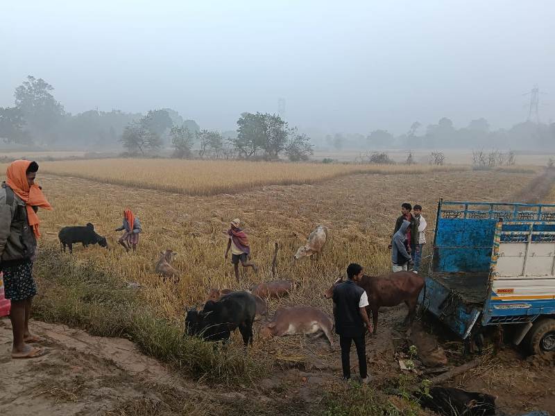 ऑपरेशन शंखनाद में बड़ी सफलता: टमाटर की सब्जी की आड़ में 13 गौ वंशों की तस्करी का पर्दाफाश, फरार आरोपी की तलाश जारी