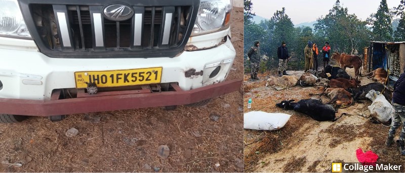 गौ तस्करों पर पुलिस का बड़ा प्रहार : रात के अंधेरे में गौ तस्करी की साजिश नाकाम ! जशपुर पुलिस को देख भागे तस्कर, वाहन छोड़ कर फरार, तेज रफ्तार, पीछा और पलटी पिक-अप ! दो पिक-अप से 26 गौ-वंश मुक्त.