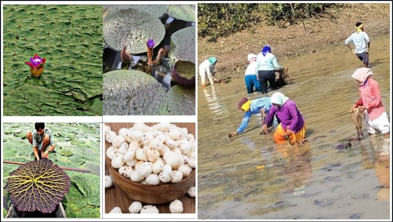 छत्तीसगढ़ में मखाना उत्पादन को नई उड़ान: साय सरकार के प्रयासों से मखाना बोर्ड का गठन, वैज्ञानिक खेती से लेकर प्रसंस्करण और बाजार तक मिलेगा समग्र समर्थन