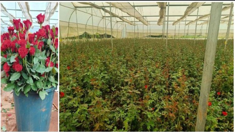 पुष्प खेती से बदल रही छत्तीसगढ़ के किसानों की तकदीर: गेंदा, ग्लेडियोलस और रजनीगंधा बन रहे नगदी फसल, सरकार दे रही लाखों का अनुदान